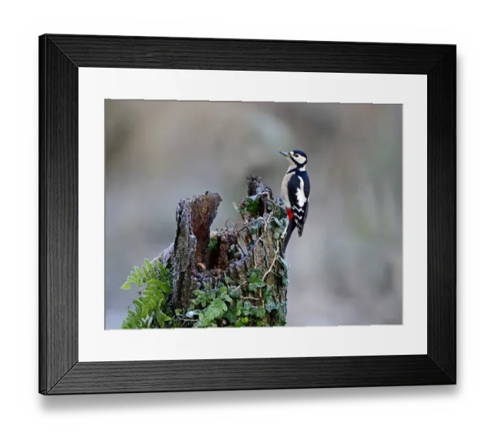 Framed Print : Great spotted Woodpecker Dendrocopos major Norfolk November Framed Print : Great spotted Woodpecker Dendrocopos major Norfolk November