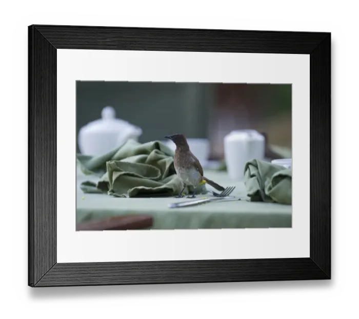 Framed Print : Common Bulbul Pycnonotus barbatus Masai Mara Kenya Framed Print : Common Bulbul Pycnonotus barbatus Masai Mara Kenya