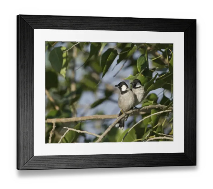 Framed Print : White-eared Bulbul Pycnonotus leucotis N India