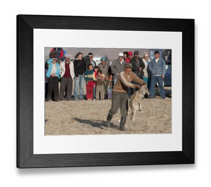 Framed Print : Young Wolf being thrown into ring as a lure for falconers Golden Eagles at Eagle Framed Print : Young Wolf being thrown into ring as a lure for falconers Golden Eagles at Eagle