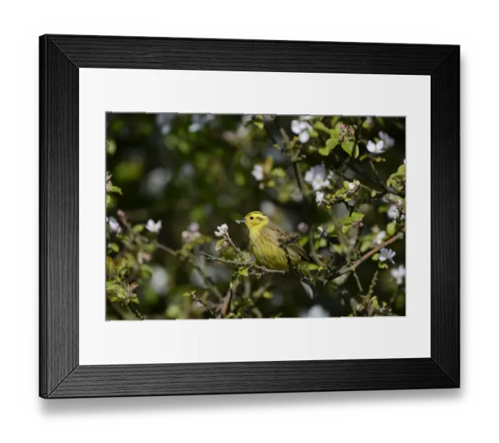 Framed Print : 009055 Framed Print : 009055