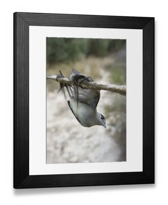 Framed Print : Blackcap Sylvia atricapilla illegally trapped on limestick for use as ambelopulia Cyprus Framed Print : Blackcap Sylvia atricapilla illegally trapped on limestick for use as ambelopulia Cyprus