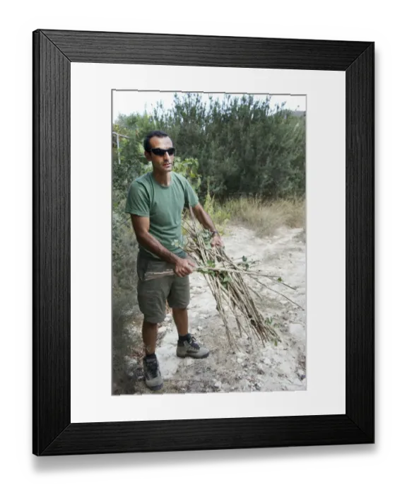 Framed Print : BirdLife Field Officer with limesticks found set illegally in an olive growve in Framed Print : BirdLife Field Officer with limesticks found set illegally in an olive growve in