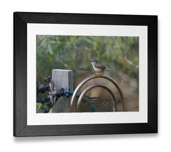 Framed Print : Carolina Wren Throthorus ludovicianus nesting in hanging basket in garden Cape May Framed Print : Carolina Wren Throthorus ludovicianus nesting in hanging basket in garden Cape May