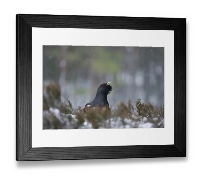 Framed Print : Capercaile Tetrao urogallus male in winter Highlands Scotland February Framed Print : Capercaile Tetrao urogallus male in winter Highlands Scotland February