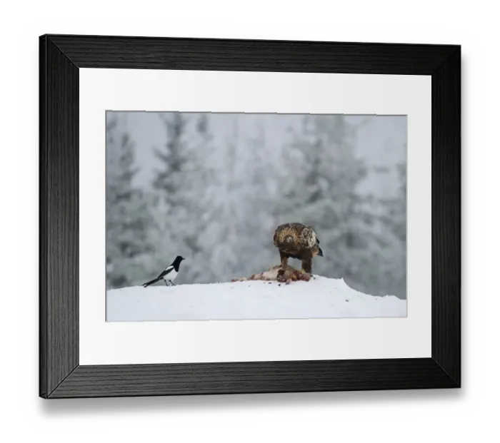 Framed Print : Golden Eagle Aquila chrysaetos Finland winter Framed Print : Golden Eagle Aquila chrysaetos Finland winter