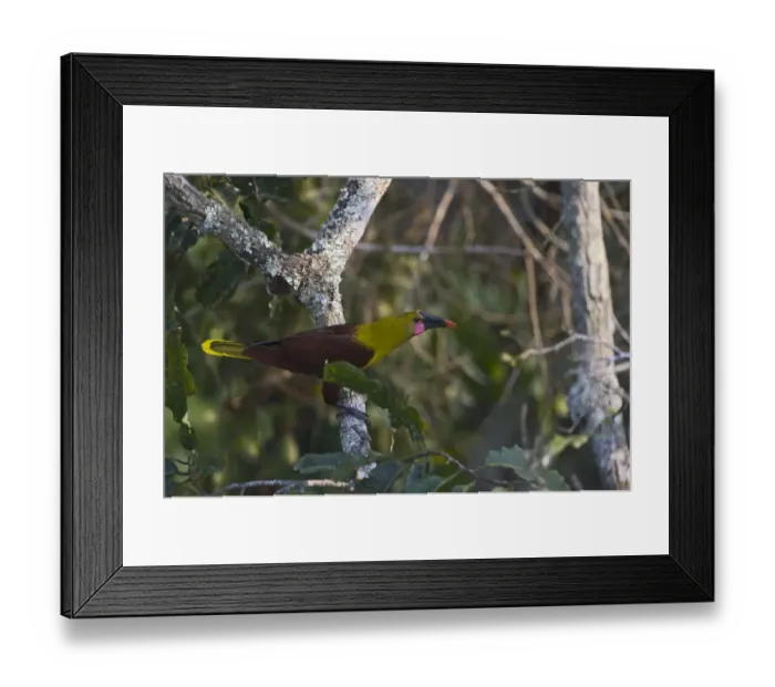 Framed Print : Olive Oropendola Psarocolius bifasciatus Peruvian Amazon Framed Print : Olive Oropendola Psarocolius bifasciatus Peruvian Amazon