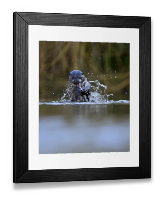 Framed Print : European Otter Lutra lutra young adults around 1 year old play fighting on River Thet Framed Print : European Otter Lutra lutra young adults around 1 year old play fighting on River Thet