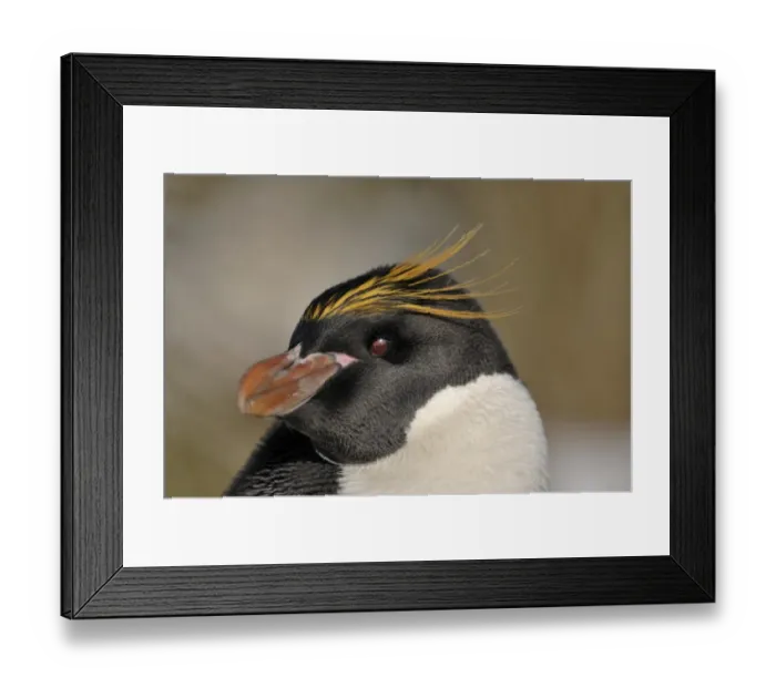 Framed Print : Macaroni Penguin showing red iris South Georgia Framed Print : Macaroni Penguin showing red iris South Georgia
