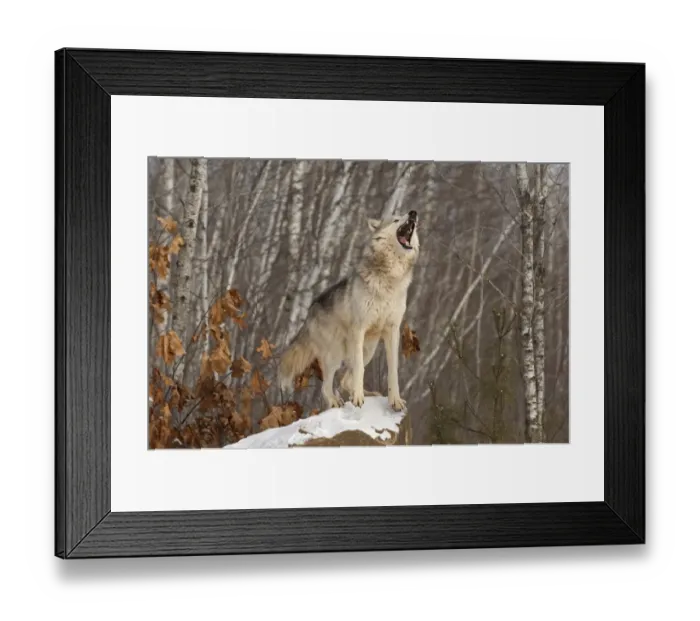 Framed Print : Wolf Canis lupus howling Minnesota N America winter Framed Print : Wolf Canis lupus howling Minnesota N America winter