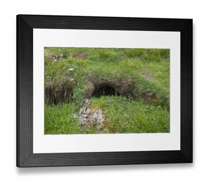 Framed Print : Otter scats at latrine close to holt Shetland summer Framed Print : Otter scats at latrine close to holt Shetland summer