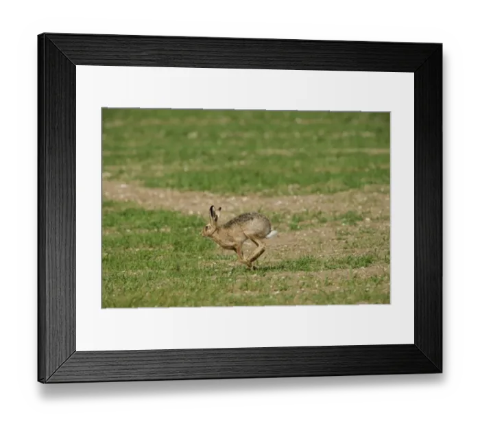 Framed Print : Brown Hare Leus europaeus Norfolk spring Framed Print : Brown Hare Leus europaeus Norfolk spring