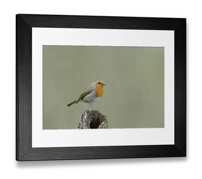 Framed Print : Robin Erithacus rubecula in garden Norfolk Framed Print : Robin Erithacus rubecula in garden Norfolk