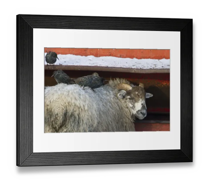 Framed Print : Starlings Sturnus vulgarus feeding around livestock Dumfries Scotland Framed Print : Starlings Sturnus vulgarus feeding around livestock Dumfries Scotland