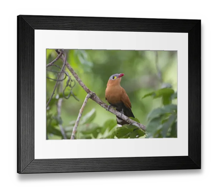 Framed Print : Black-bellied Cuckoo Piaya melanogastar Amazon River Basin Peru Framed Print : Black-bellied Cuckoo Piaya melanogastar Amazon River Basin Peru