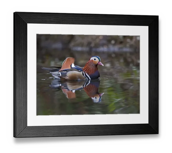 Framed Print : Mandarin Duck (Aix galericulata) male Arundel Sussex Framed Print : Mandarin Duck (Aix galericulata) male Arundel Sussex