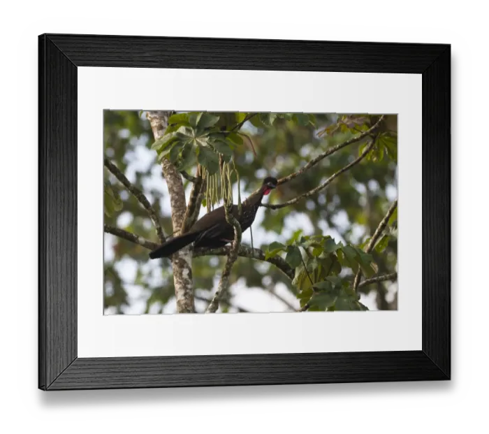 Framed Print : Crested Guan Penelope purpurascens La Selva Costa Rica Framed Print : Crested Guan Penelope purpurascens La Selva Costa Rica