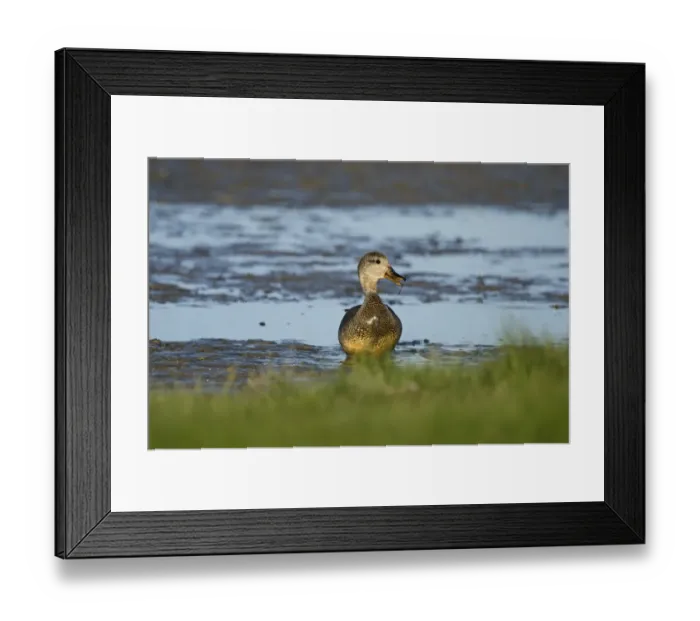 Framed Print : Gadwall Anas strepera male Cley Norfolk May