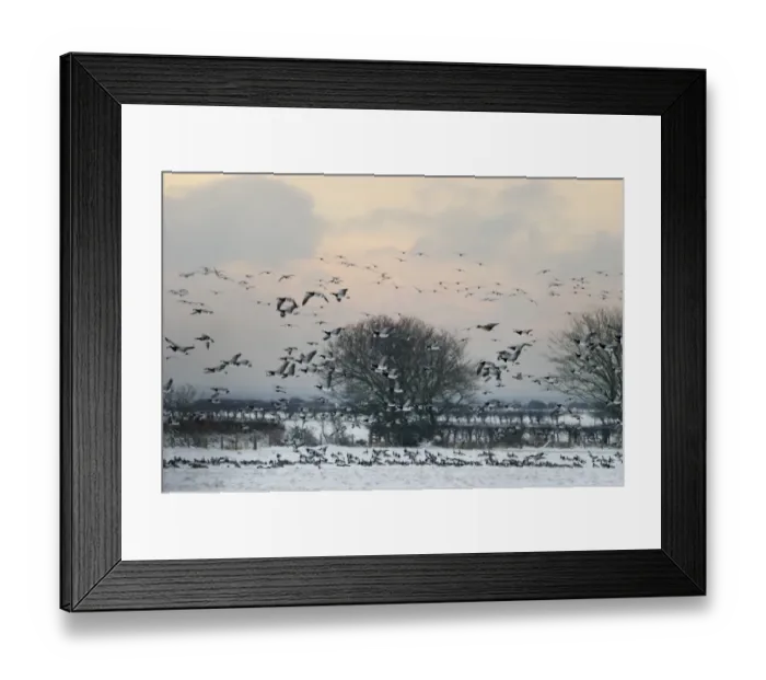 Framed Print : Barnacle Geese Branta leucopsis Solway Dumfries Scotland winter Framed Print : Barnacle Geese Branta leucopsis Solway Dumfries Scotland winter