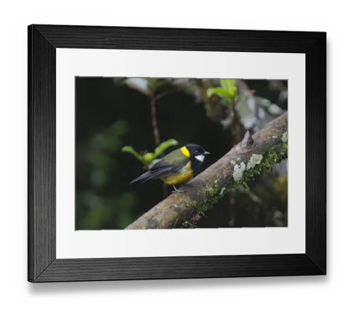 Framed Print : Regent Whistler Pachycephala schlegelli male Western Highlands Papua New Guinea Framed Print : Regent Whistler Pachycephala schlegelli male Western Highlands Papua New Guinea