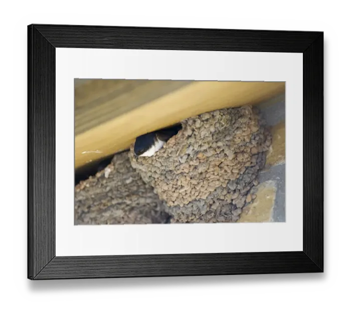 Framed Print : House Martin Delichon urbicum at nest under eaves Northumberland UK summer Framed Print : House Martin Delichon urbicum at nest under eaves Northumberland UK summer