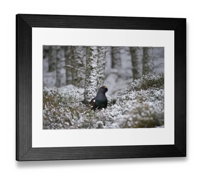 Framed Print : Capercailie Tetrao urogallus male in winter Highlands Scotland February Framed Print : Capercailie Tetrao urogallus male in winter Highlands Scotland February
