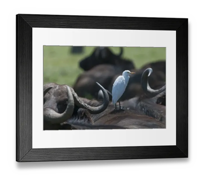 Framed Print : Cattle Egret Bubulcus ibis on Cape Buffalo Lake Nakuru Kenya Framed Print : Cattle Egret Bubulcus ibis on Cape Buffalo Lake Nakuru Kenya
