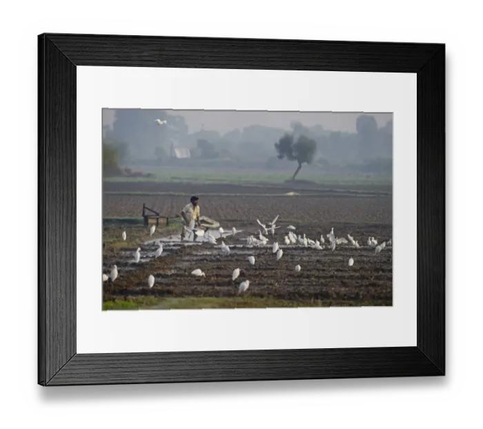Framed Print : Cattle Egret (Bubulcus ibis) feeding around people working in fields Uttar Pradesh Framed Print : Cattle Egret (Bubulcus ibis) feeding around people working in fields Uttar Pradesh
