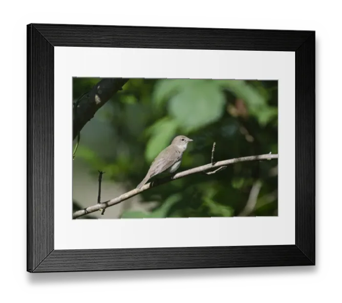 Framed Print : Garden Warbler Sylvia borin Norfolk May Framed Print : Garden Warbler Sylvia borin Norfolk May