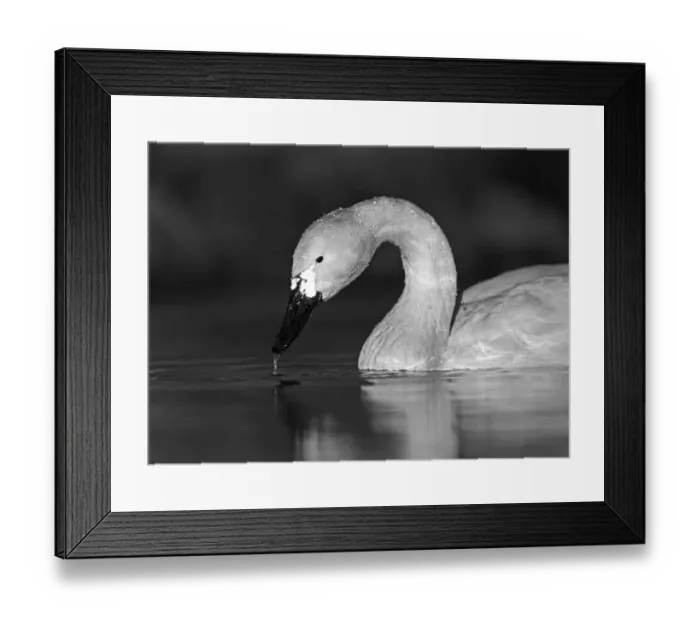 Framed Print : Bewicks Swan Cygnus columbianus Slimbridge Glos winter Framed Print : Bewicks Swan Cygnus columbianus Slimbridge Glos winter