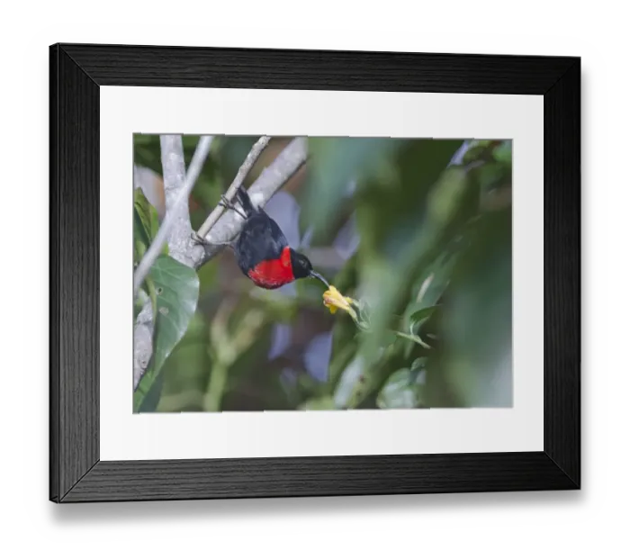 Framed Print : Red-collared Honeyeater / Red-collarded Myzomela Myzomela rosenbergii male Mt Hagen Framed Print : Red-collared Honeyeater / Red-collarded Myzomela Myzomela rosenbergii male Mt Hagen