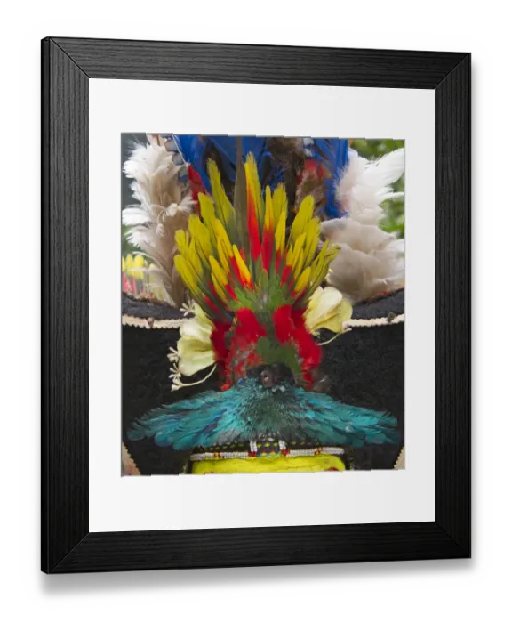 Framed Print : A Huli Wigmans wig from Tari in Southern Highlands Papua New Guinea. Feathers Framed Print : A Huli Wigmans wig from Tari in Southern Highlands Papua New Guinea. Feathers