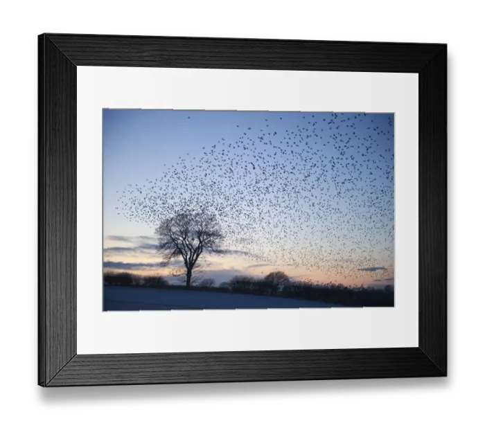 Framed Print : Starlings Sturnus vulgarus arriving at night time roost near Gretna Scotland December Framed Print : Starlings Sturnus vulgarus arriving at night time roost near Gretna Scotland December