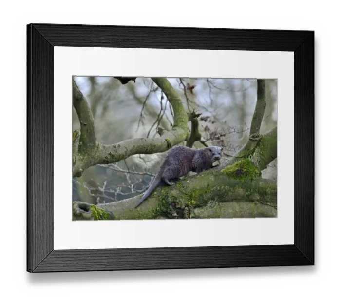 Framed Print : European Otter (Eurasian River Otter) Lutra lutra climbing tree on River Thet, Thetford Framed Print : European Otter (Eurasian River Otter) Lutra lutra climbing tree on River Thet, Thetford