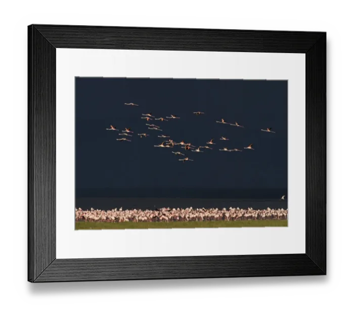 Framed Print : Lesser Flamingos Phoenicopterus minor on Lake Nakuru Kenya Framed Print : Lesser Flamingos Phoenicopterus minor on Lake Nakuru Kenya