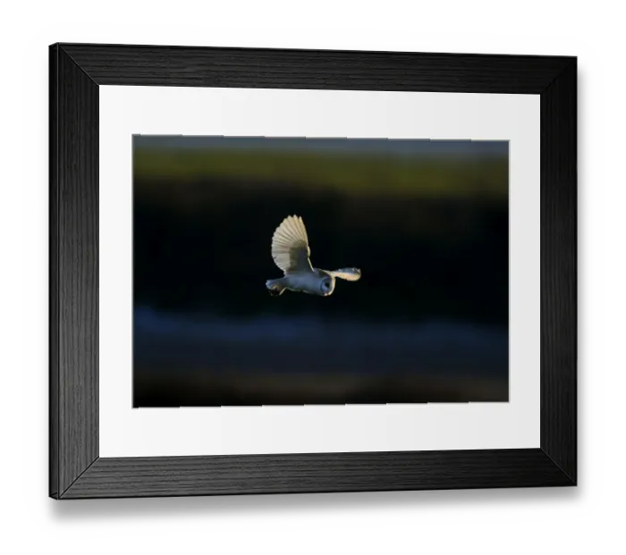 Framed Print : Barn Owl Tyto alba hunting over grazing marsh North Norfolk winter Framed Print : Barn Owl Tyto alba hunting over grazing marsh North Norfolk winter