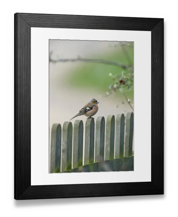 Framed Print : Chaffinch Fringilla coelebs male on garden fence UK spring Framed Print : Chaffinch Fringilla coelebs male on garden fence UK spring