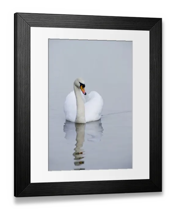 Framed Print : Mute Swan Cygnus olor male Norfolk winter Framed Print : Mute Swan Cygnus olor male Norfolk winter