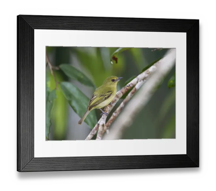 Framed Print : amazon amazonas peru south america neotropics Framed Print : amazon amazonas peru south america neotropics