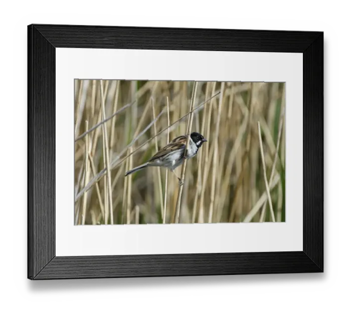 Framed Print : Reed Bunting Emberiza schoeniclus male Titchwell Norfolk spring Framed Print : Reed Bunting Emberiza schoeniclus male Titchwell Norfolk spring