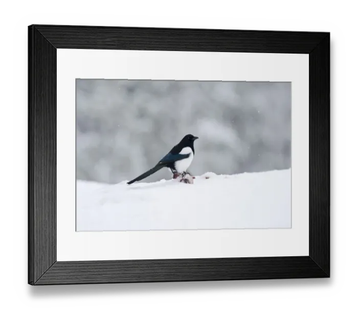 Framed Print : Magpie Pica pica winter Finland Framed Print : Magpie Pica pica winter Finland