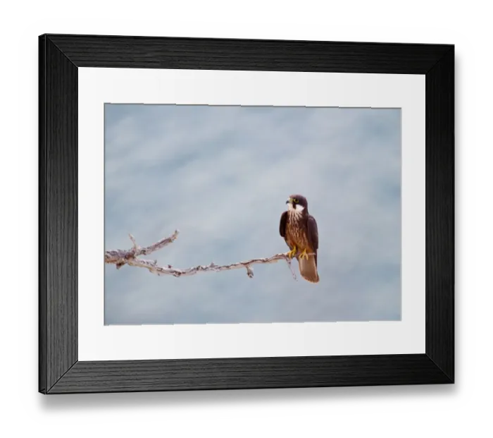 Framed Print : Eleonoras Falcon Falco eleonarae pale morph Cyprus autumn Framed Print : Eleonoras Falcon Falco eleonarae pale morph Cyprus autumn