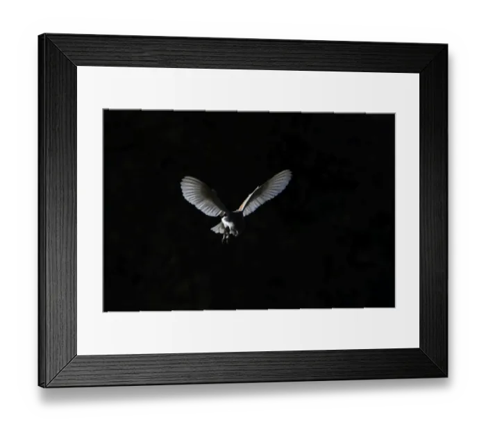 Framed Print : Barn Owl Tyto alba female hunting over grazing marsh at Burnham Overy Norfolk February Framed Print : Barn Owl Tyto alba female hunting over grazing marsh at Burnham Overy Norfolk February