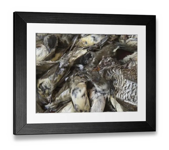 Framed Print : Seized dead birds from raid on illegal trapping operatuon by the Game Fund in Republic Framed Print : Seized dead birds from raid on illegal trapping operatuon by the Game Fund in Republic