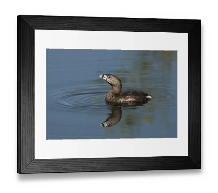 Framed Print : Pied-billed Grebe Podilymbus podiceps Florida Everglades USA Framed Print : Pied-billed Grebe Podilymbus podiceps Florida Everglades USA