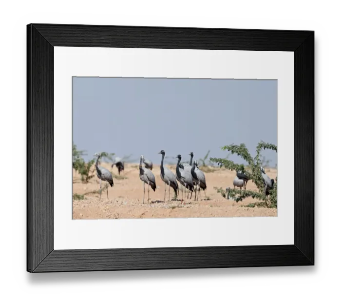 Framed Print : Demoiselle Cranes Anthropoides virgo at Kichan in Thar Desert Rajasthan India November