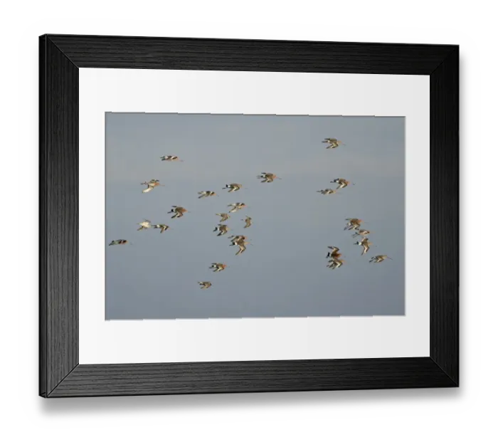 Framed Print : Black-tailed Godwits Limosa limosa in early spring Cey Norfolk Framed Print : Black-tailed Godwits Limosa limosa in early spring Cey Norfolk