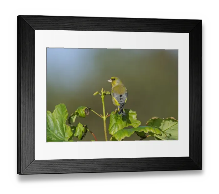 Framed Print : Greenfinch Carduelis chloris male Norfolk spring