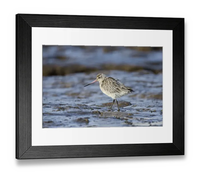 Framed Print : Bar-tailed Godwit (Limosa lapponica) Norfolk winter Framed Print : Bar-tailed Godwit (Limosa lapponica) Norfolk winter