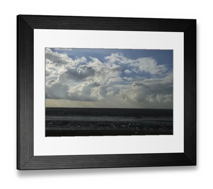 Framed Print : Pink-footed Geese Anser brachyrynchus flighting over the mudflats of the Wash Framed Print : Pink-footed Geese Anser brachyrynchus flighting over the mudflats of the Wash